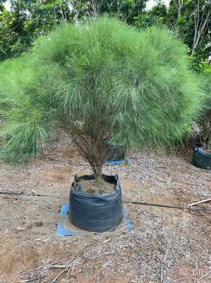 绿色持久栽培新选择 皓康耐老化高强种植袋助力花卉果蔬种植