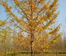 邳州苗木花卉 构建绿色产业的生态画卷