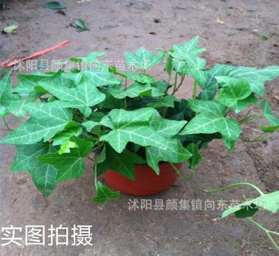 室内盆栽中的净化之王 常春藤，四季常青的天然空气净化器