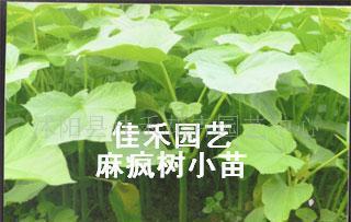 苏北地区麻疯树种苗及种子基地经销商——佳禾园艺，助力绿色生态与产业振兴