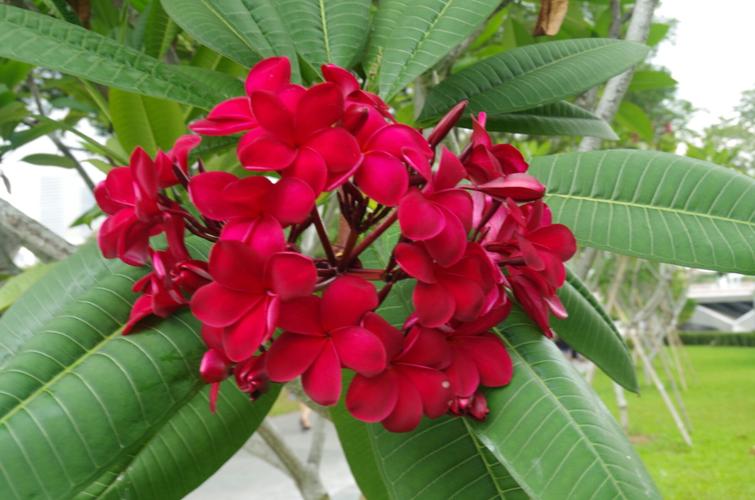 春色入镜，花香传情