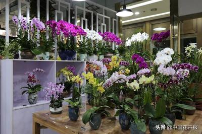 北京亮马花艺馆开业啦,花卉产品买起来