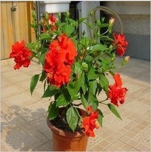 【花卉扶桑花】最新最全花卉扶桑花 产品参考信息