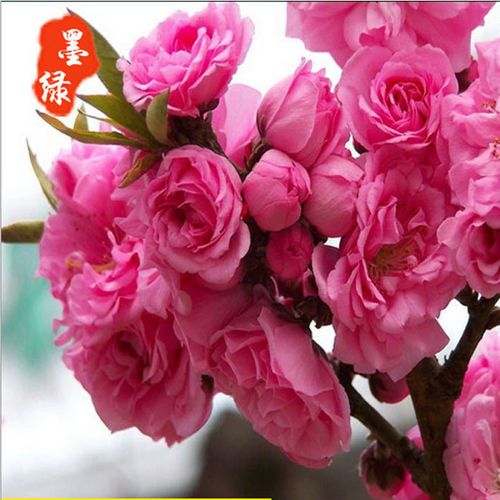  产品库 花卉绿化苗木樱花树苗